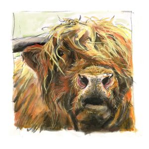 Highland Bull