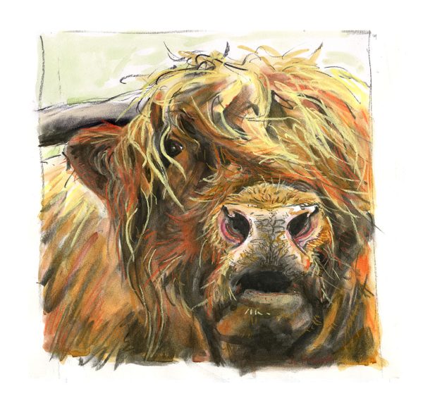 Highland Bull
