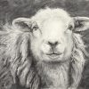 Yew Tree Ewe