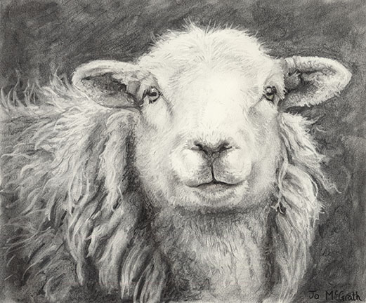 Yew Tree Ewe