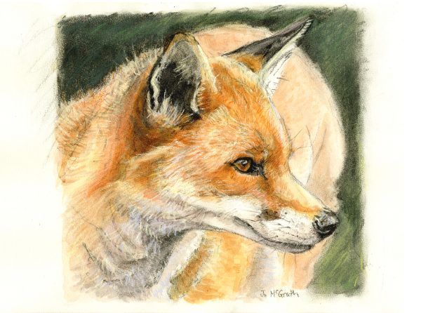 Fox