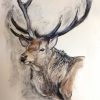 Stag