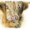 Highland Cow