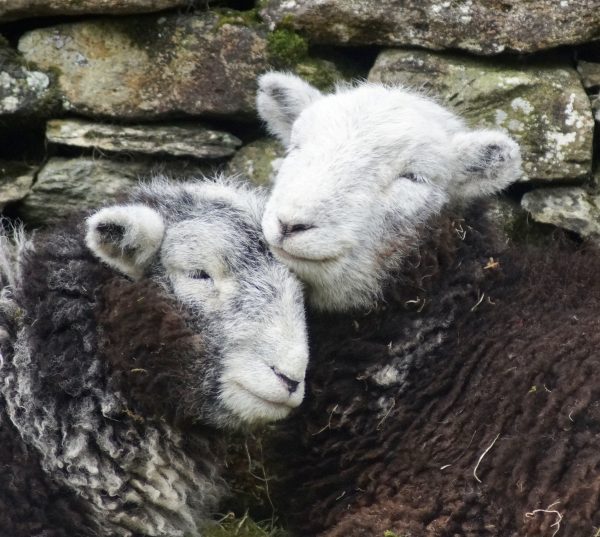 Field Mates