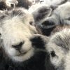 Young Hoggs