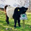 Tarn How's Cow