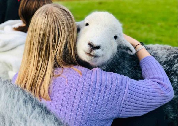 Herdwick Hugs