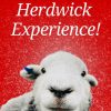 The Herwick Experience