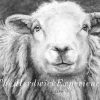 The Herdwick Experience
