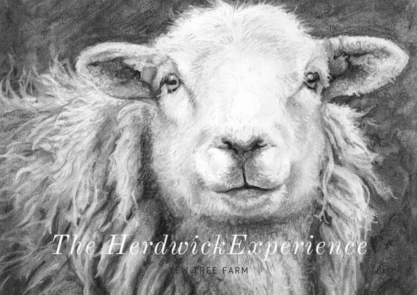 The Herdwick Experience