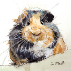004 Guinea Pig Guinea Pig