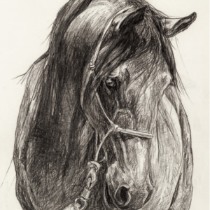 Sari Graphite