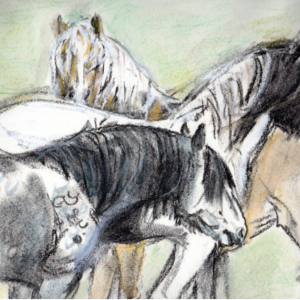 Ruaridh's Ponies