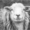 Yew Tree Ewe