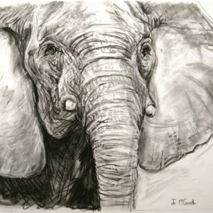 019 Elephant Elephant