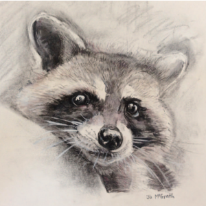 026 Raccoon Raccoon