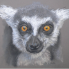 Ring Tailed Lemur - (Face on)