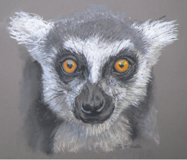 Ring Tailed Lemur - (Face on)