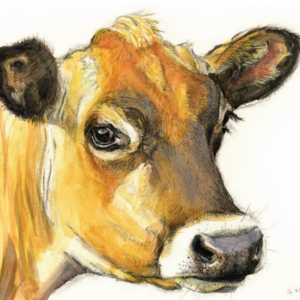 040 Jersey Cow Jersey Cow
