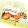 Red Squirrel On Log