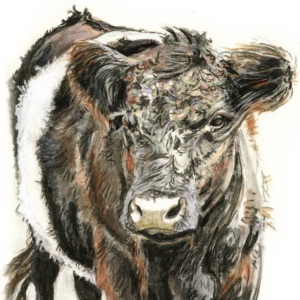 Yew Tree Beltie - Mixed Media