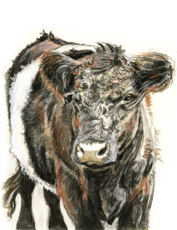 Yew Tree Beltie - Mixed Media