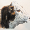 Hereford Bull