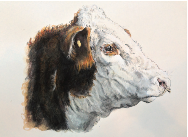 Hereford Bull