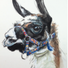 Llama