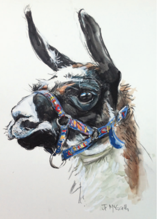 Llama