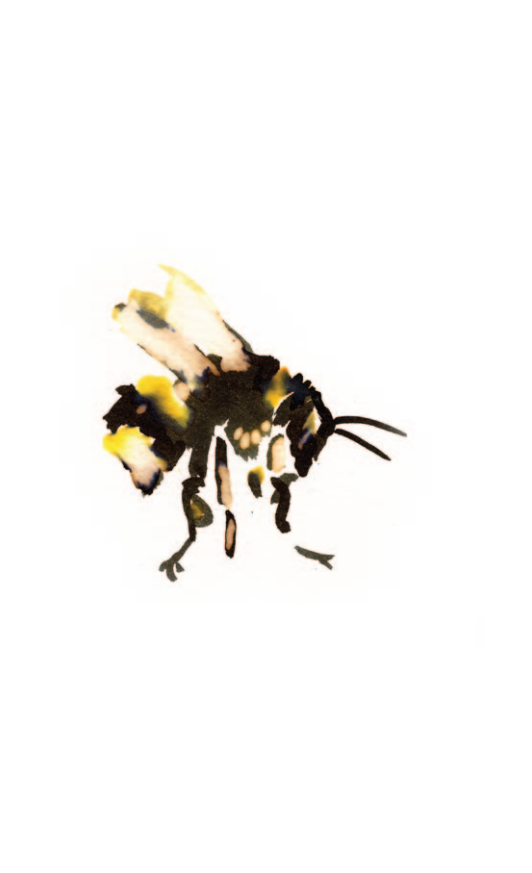 Bee