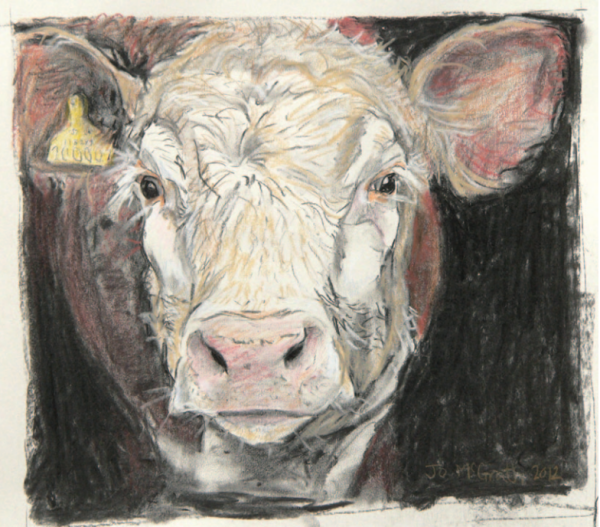 Michelle Geldart's Hereford Calf