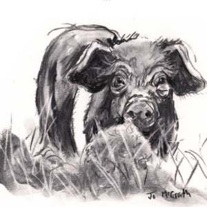 Wilson's Arms Piglet