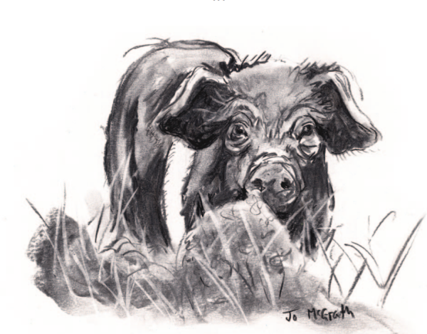 Wilson's Arms Piglet