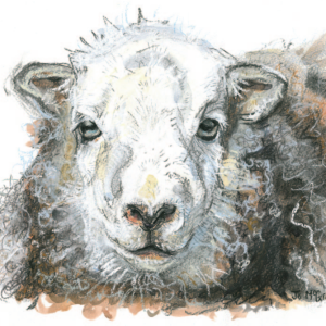 075 Yew Tree Ewe - (Colour, Face on) Yew Tree Ewe (Colour, Face on)