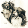 Working Collies