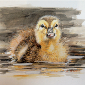 Swimming Duckling - Mixed Media