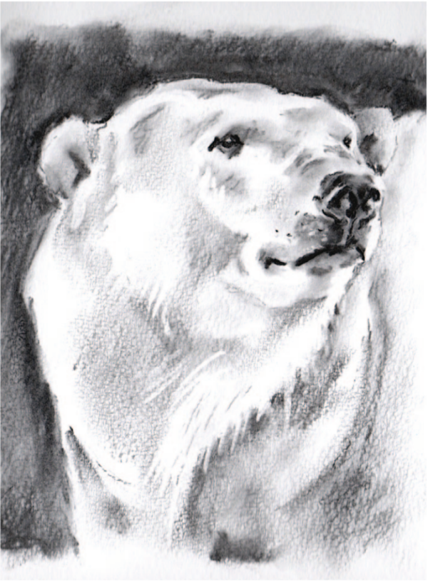Arktos - From Highland Wildlife Park in Kingussie