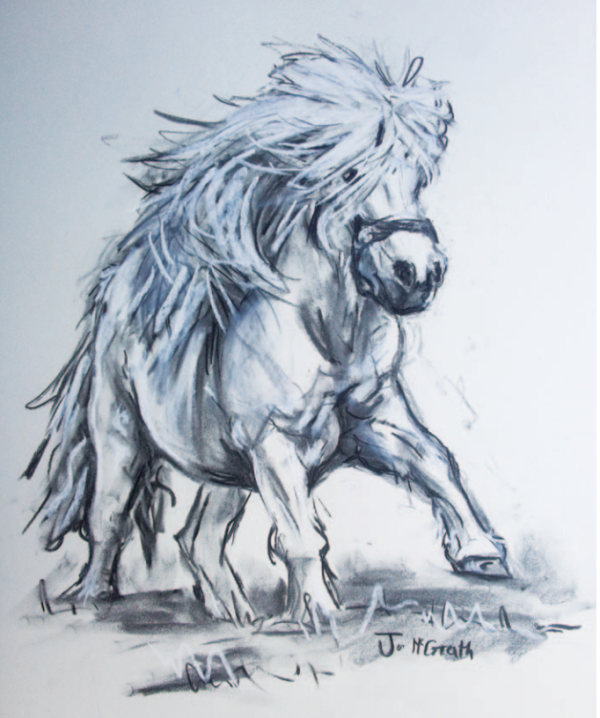 Shetland Stallion