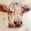 Conte Cow