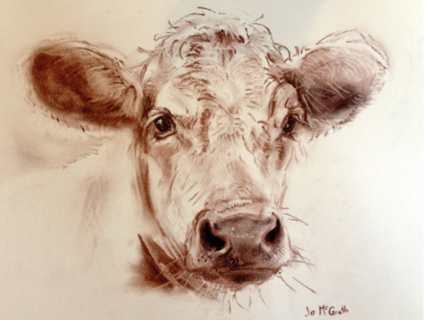 Conte Cow