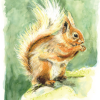 Squirrel with Nut