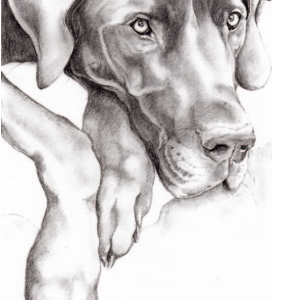Blue Dane