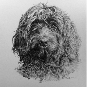 Florence (Labradoodle)