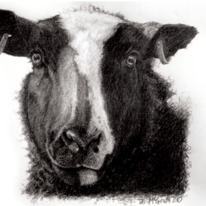 118 Zwartble Ewe Zwartble Ewe