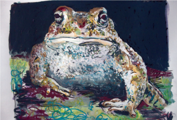 Natterjack Toad, Front View
