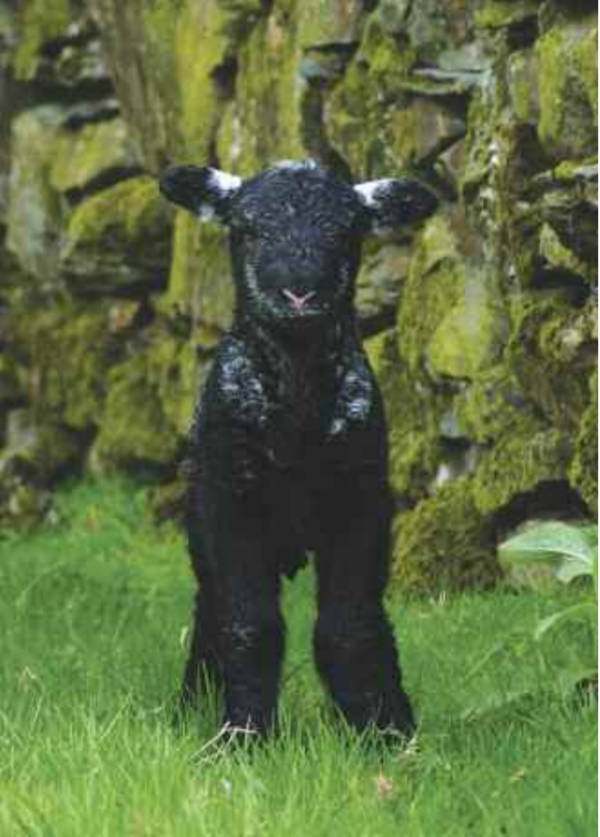 Young Herdwick Lamb