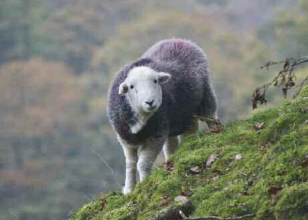 Smiling Herdwick