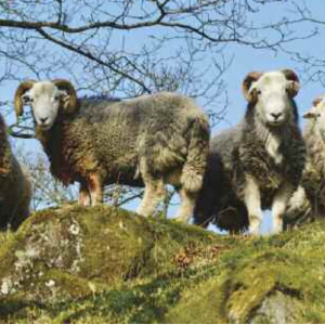 168 Yew Tree Boys Yew Tree Boys