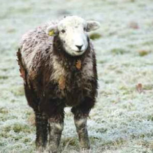 Yew Tree Autumn Herdwick Hogg